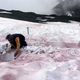 A scientist sampling snow covered with "glacier blood."